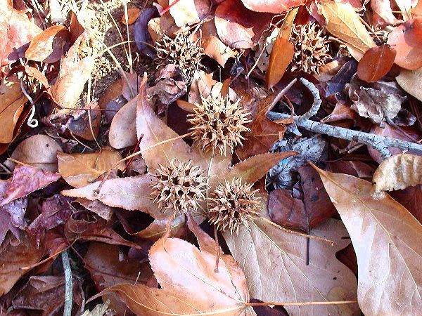 كرات Sweetgum