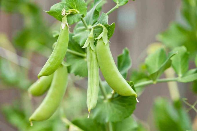 Pisum sativa (Sugar Snap Peas)