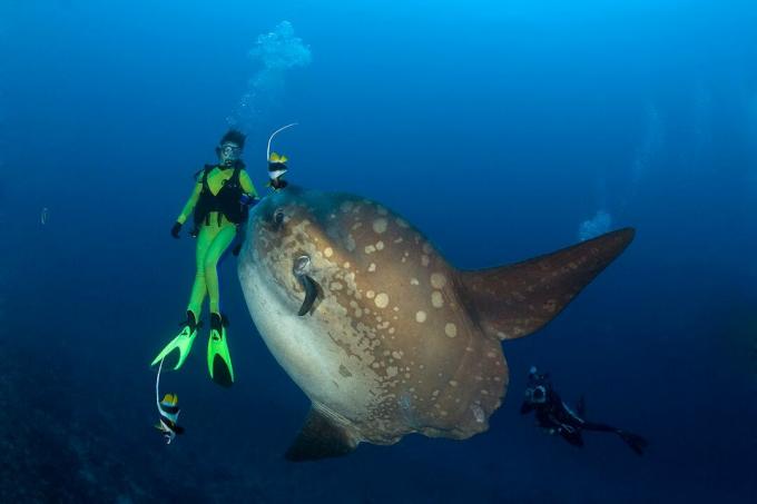 Ocean Sunfish and Diver ، مولا مولا ، جزيرة بالي ، الهند-بازيفيك ، إندونيسيا