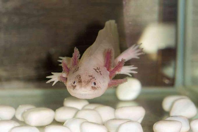سوف يأكل axolotl أي شيء صغير بما يكفي ليناسب فمه.