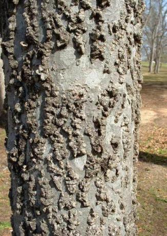 Hackberry Bark