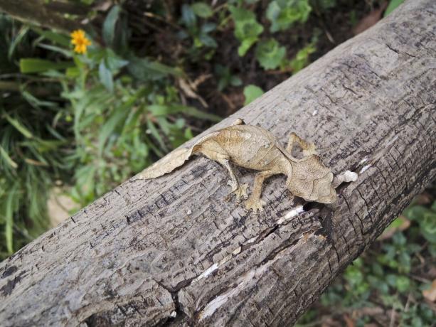 شيطانية جيكو وذيل الأوراق (Uroplatus phantasticus) في غابة رانومافانا المطيرة في شرق مدغشقر. العيون الحمراء والقرون فوق العيون تكسب هذا السحلية المموهة بشكل فائق اسمها الشيطاني