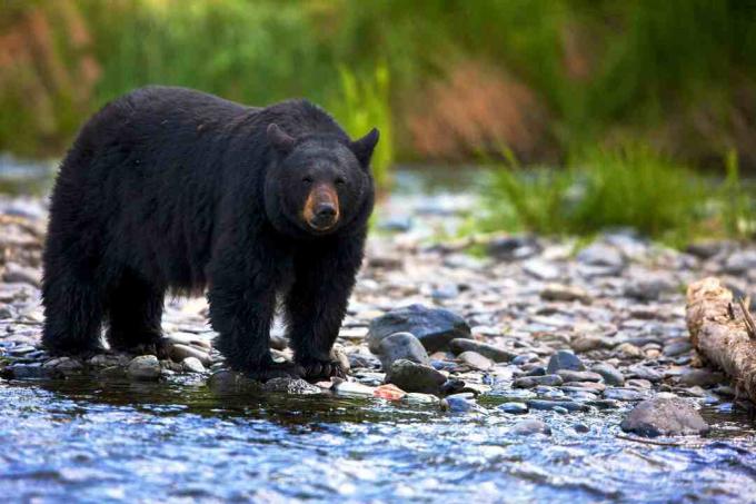 الدب الأسود، (Ursus، americanus)، تصنيف، إلى داخل، غير ثابت، تدفق، بريتيش كولومبيا، Canada