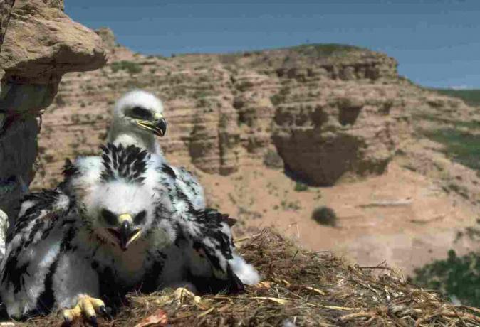 اثنين من الدجاج النسر الذهبي يجلس في عش على منحدر في Pawnee National Grassland في كولورادو. | الموقع: Pawnee National Grassland ، كولورادو ، الولايات المتحدة الأمريكية.