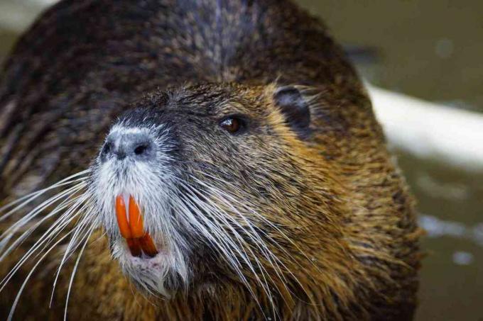 Nutria الصورة عن قرب