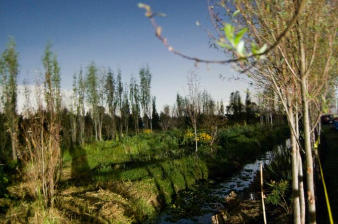 مشهد حقل شينامبا ، Xochimilco