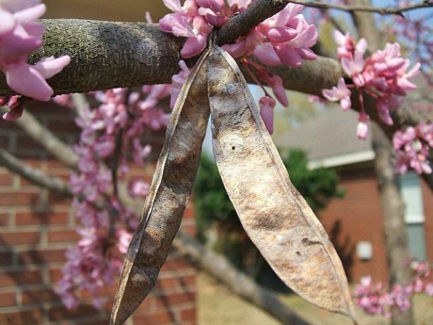 زهور Redbud والفواكه المتبقية