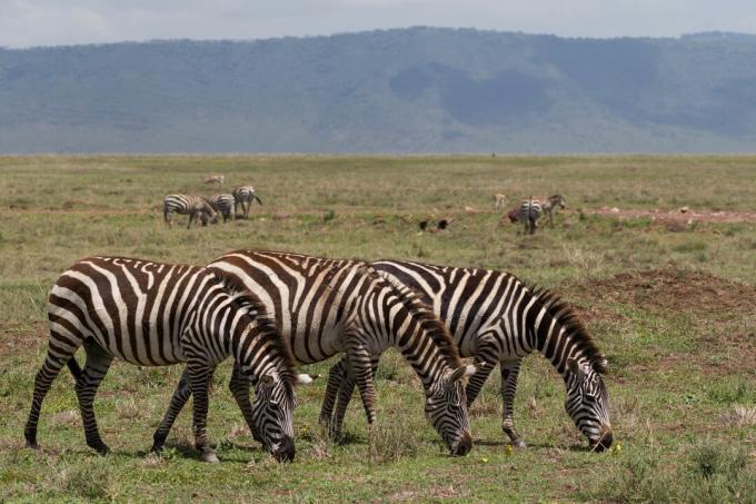 ثلاثة حمار وحشي (Equus quagga) ، تنزانيا ، شرق أفريقيا