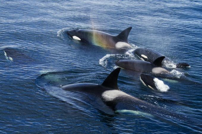 مجموعة من orcas ، فريدريك ساوند ، ألاسكا ، الولايات المتحدة الأمريكية