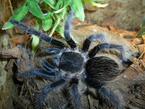 Curlyhair الرتيلاء (Brachypelma albopilosum)