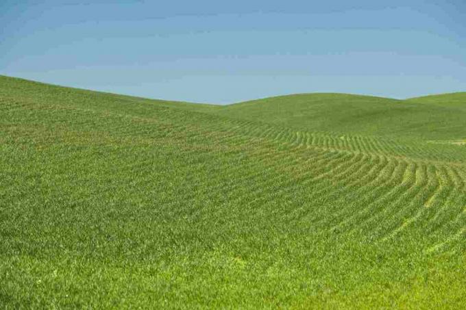 حقل قمح أحادي الزراعة ، مقاطعة سبوكان ، واشنطن الولايات المتحدة الأمريكية