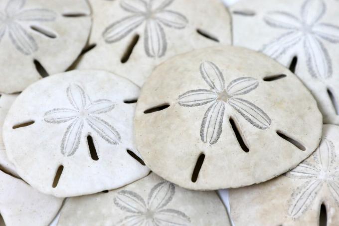 قرب من كومة من sanddollars