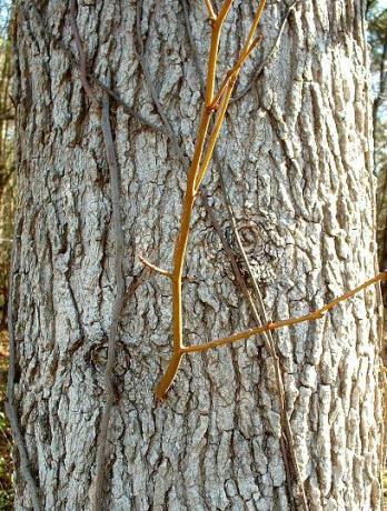 Sweetgum Bark