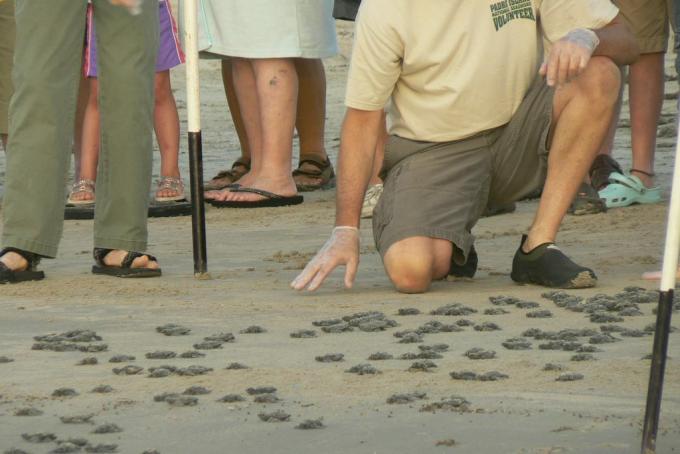 متطوع NPS يساعد صغار السلحفاة البحرية Sead في ريدلي