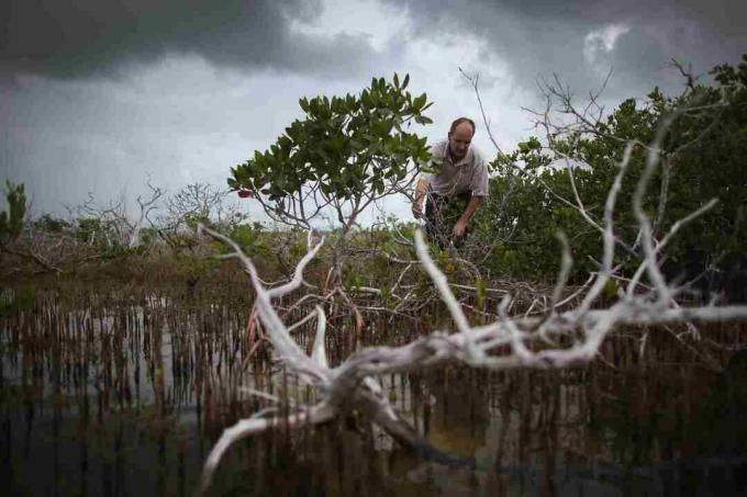 آثار تغير المناخ على فلوريدا كيز