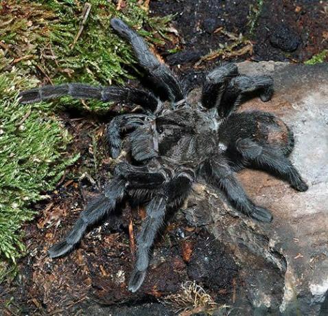 الرتيلاء الأسود البرازيلي (Grammostola pulchra)