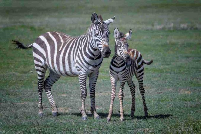 Zebra الأم والطفل في Ngorongoro Crater ، تنزانيا ، شرق أفريقيا