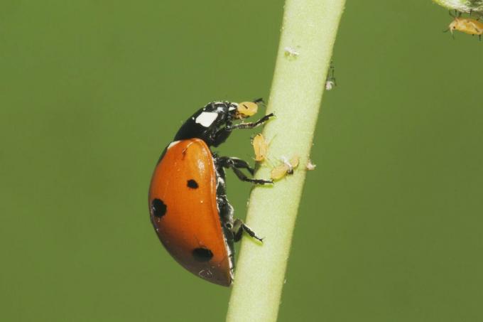 الخنفساء السبعة المرقطة (Coccinella septempunctata) البالغة تتناول حشرات المن