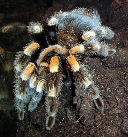 المكسيكي Redknee الرتيلاء (Brachypelma سميثي)