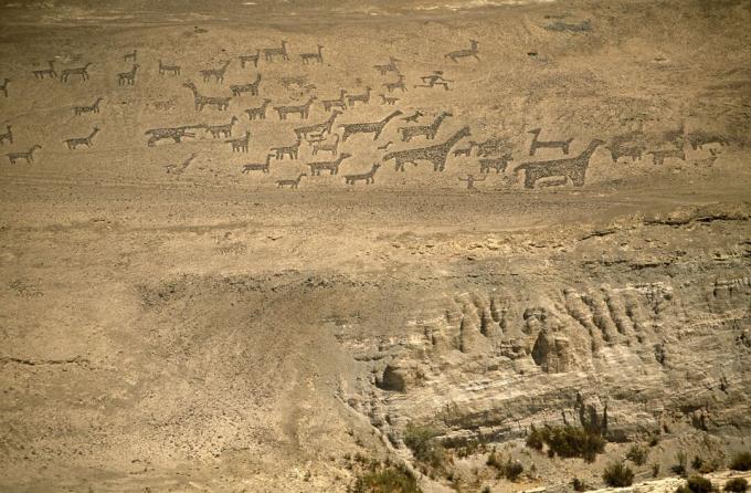 شيلي ، المنطقة الأولى ، تيليفيشي. Geoglyphs على جانب الجبل بالقرب من Tiliviche ، شمال تشيلي - تمثيلات لاما وألبكة