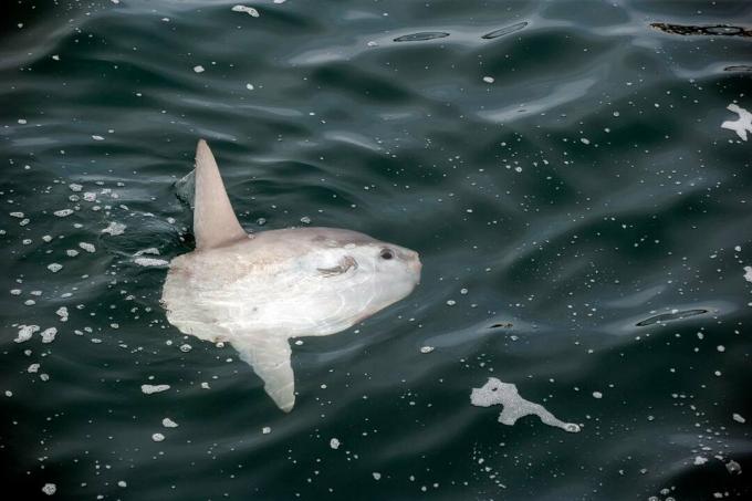 Sunfish ، مولا مولا ، Molidae ، Witless Bay Ecological Reserve ، نيوفاوندلاند ، كندا