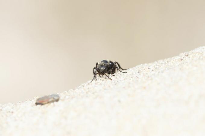النمل المخملي