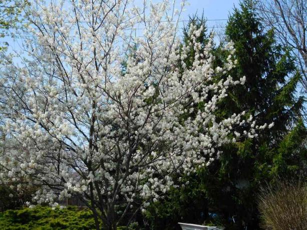 Serviceberry في بيئة ذات مناظر طبيعية.