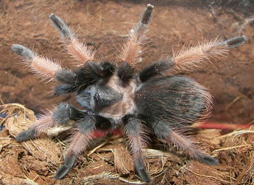 الرتيلاء المكسيكي (Brachypelma emilia)