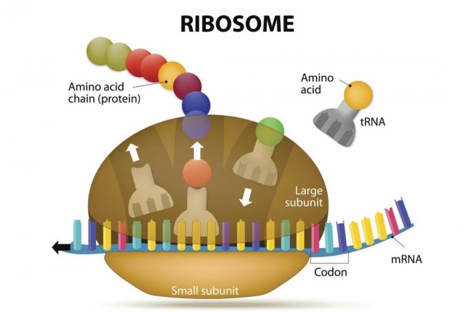 الريبوسوم والبروتين التجميعي