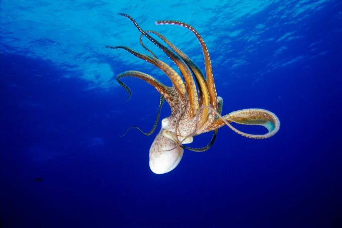 الأخطبوط (Octopus cyanea) ، هاواي / فليثام ديف / وجهات نظر / غيتي إيماجز