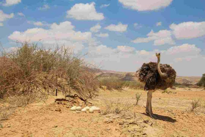 أنثى النعامة تراقب عشها بالبيض