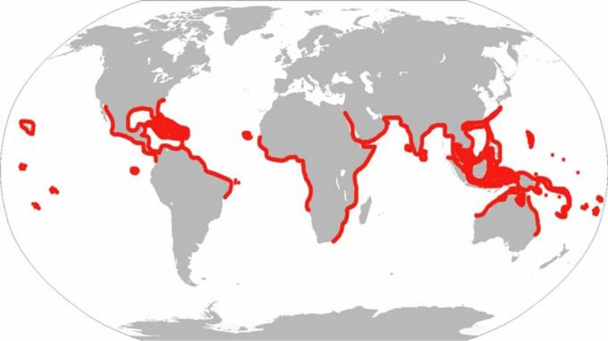 هذا هو نطاق شعاع النسر المرقط التاريخي. تحت التصنيف الحديث ، يقيم السمك فقط في المحيط الأطلسي والبحر الكاريبي والخليج.