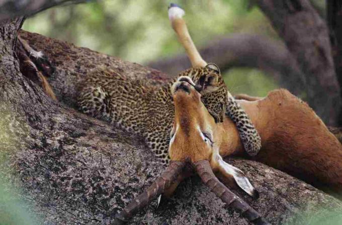 نمر، (Panthera، pardus)، يأكل الجيف، إلى داخل، زود بعمود، Kenya