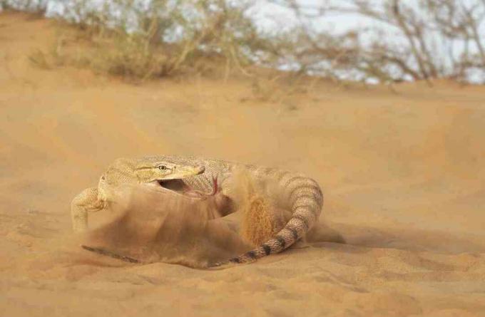 سحلية مراقبة الصحراء تصفع ذيلها على الرمال.