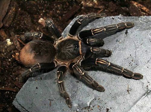 كوستاريكا زيبرا تارانتولا (Aphonopelma seemanni)